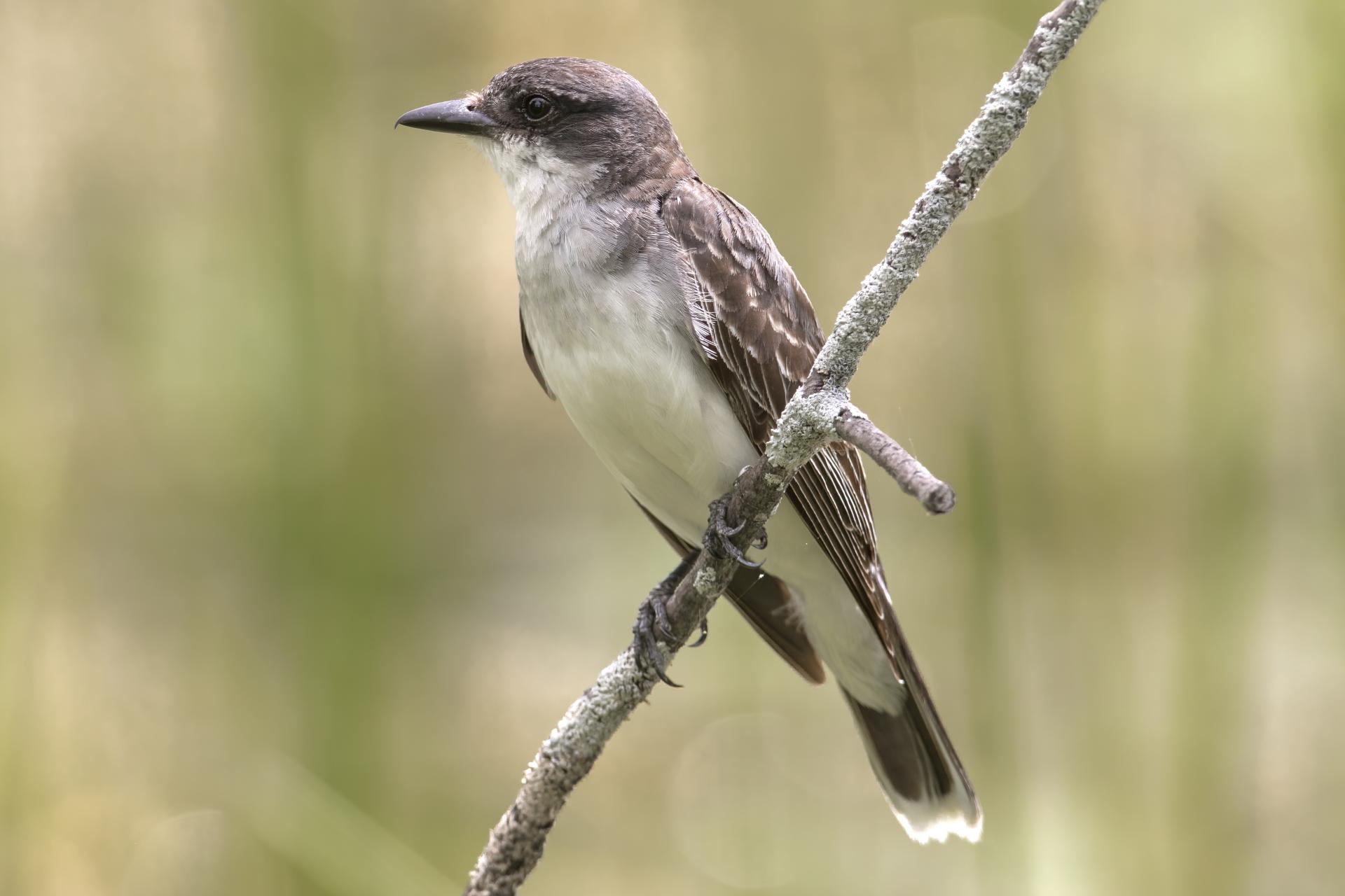 tyran-tritri-Eastern-kingbird