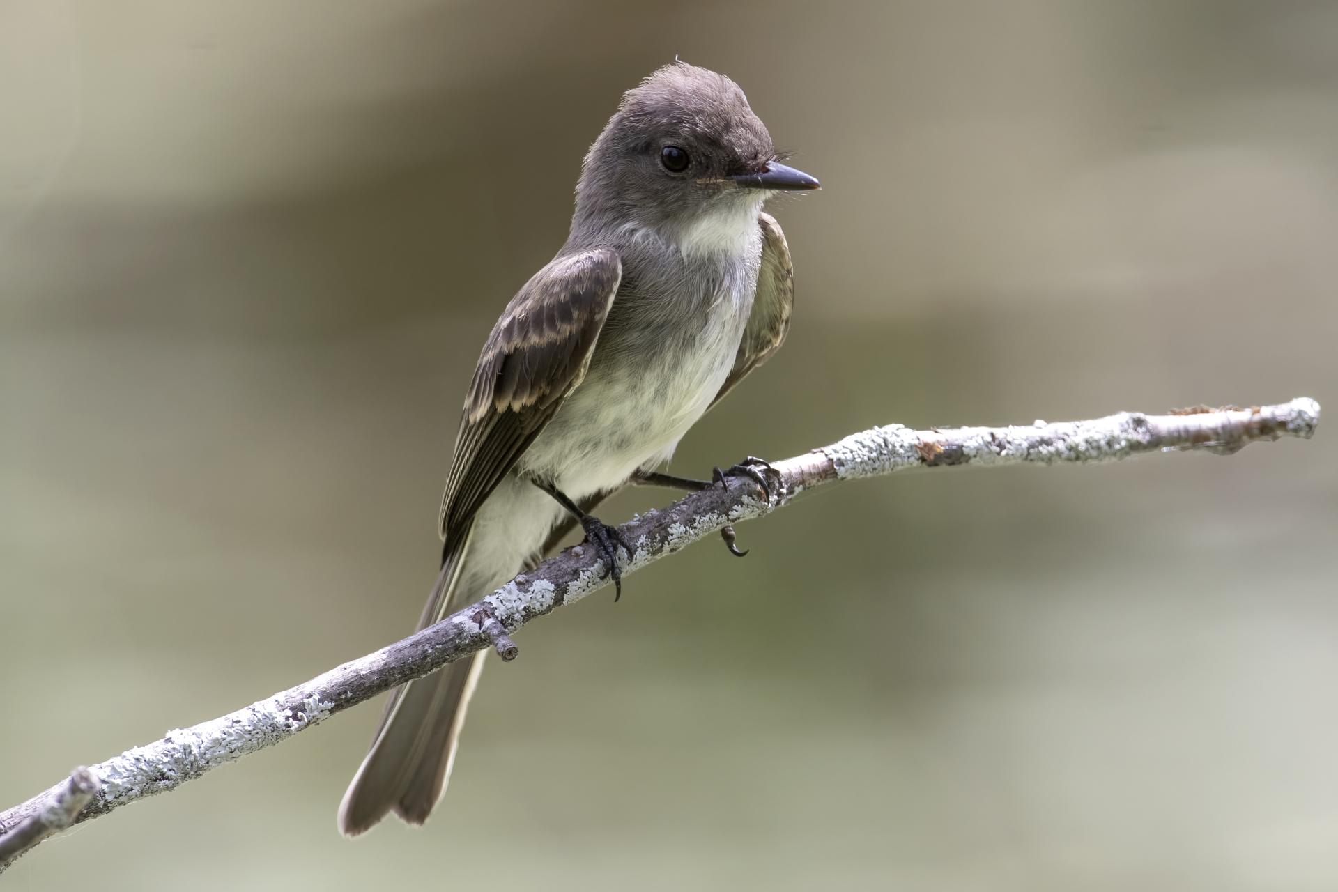 tyran-tritri-Eastern-kingbird