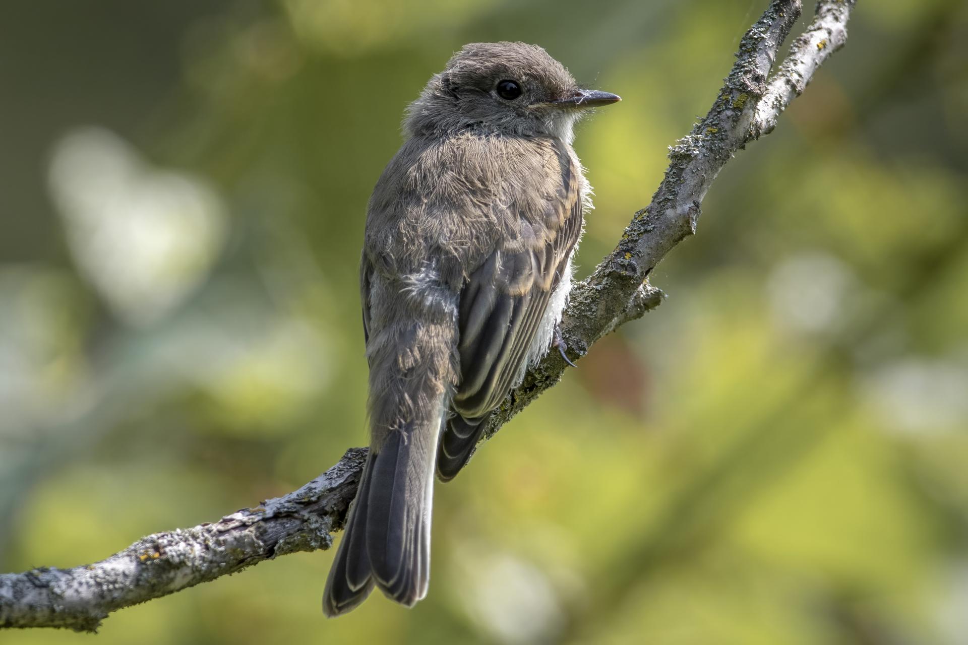 tyran-tritri-Eastern-kingbird