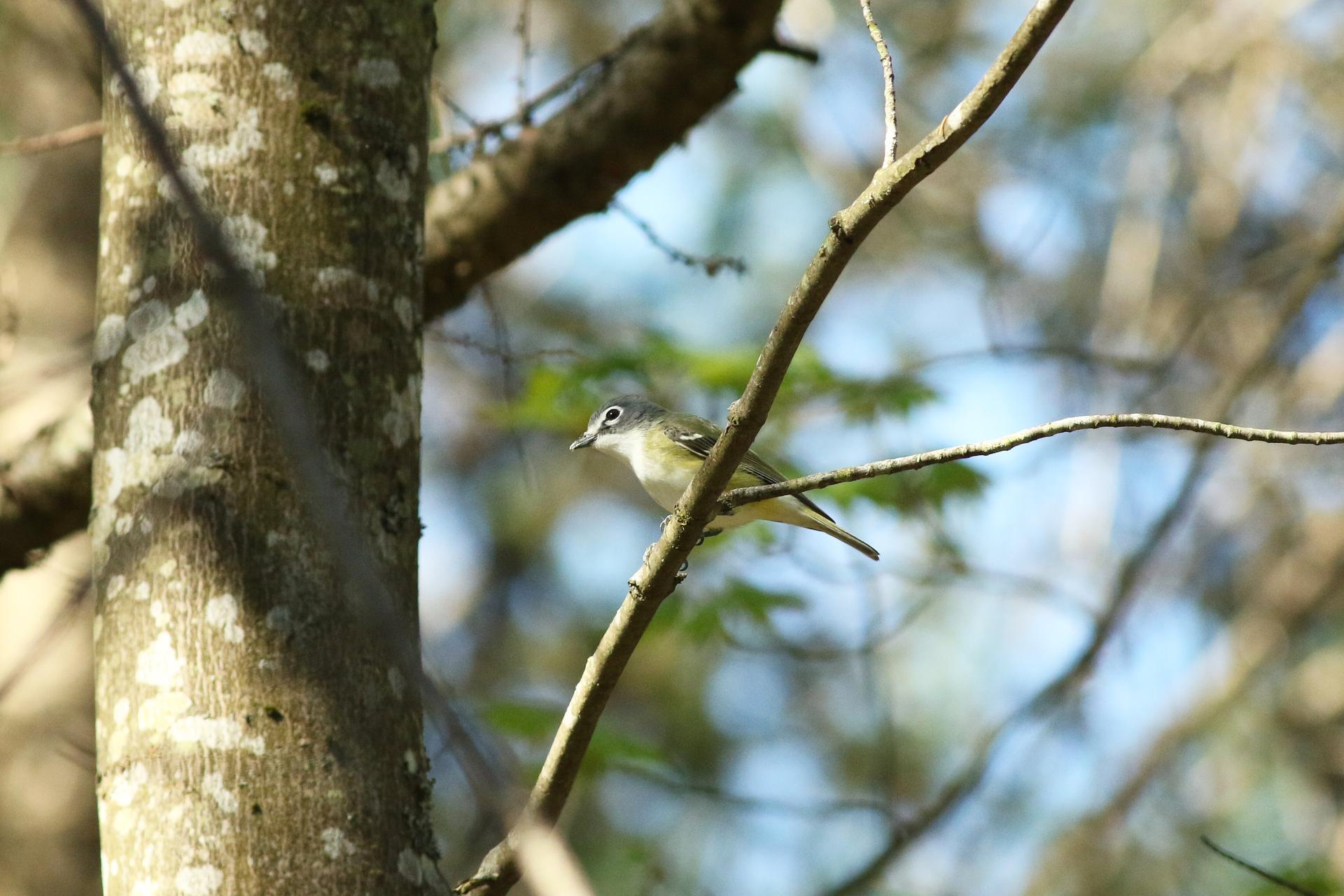 vireo-a-tete-bleue-blue-headed-vireo