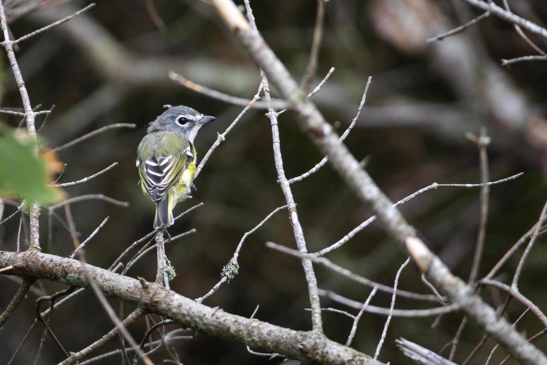 vireo-a-tete-bleue-blue-headed-vireo