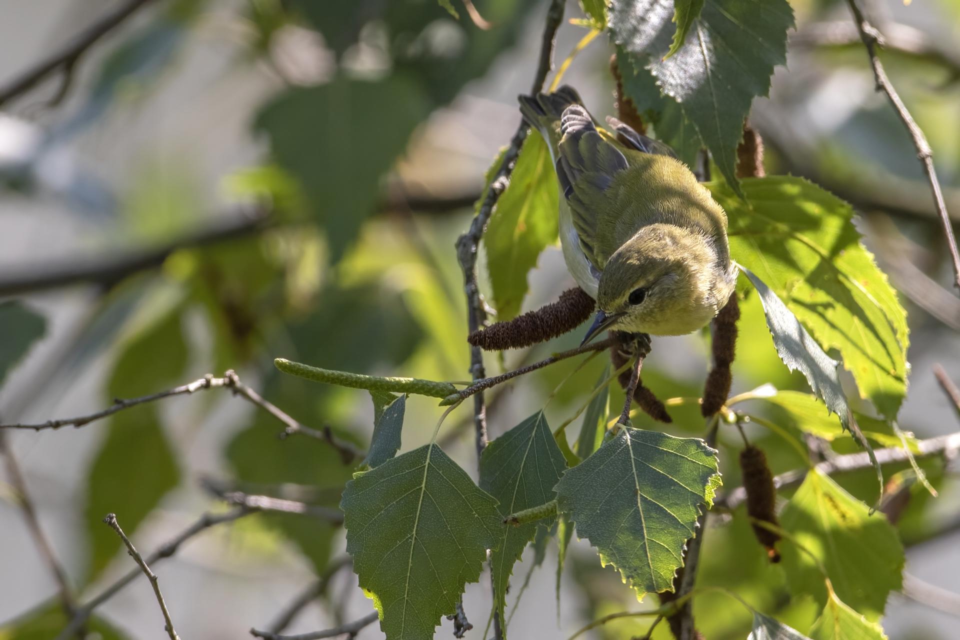 vireo-de-philadelphie-philadelphia-vireo