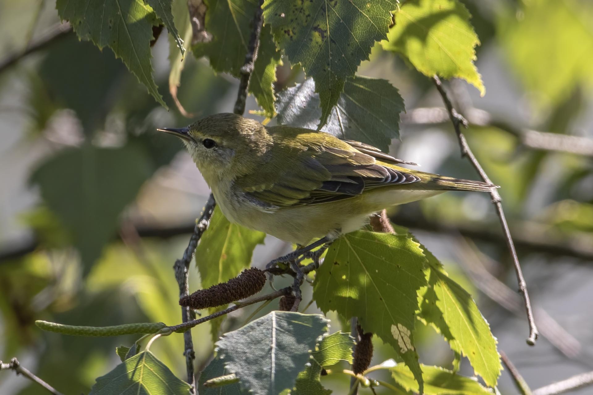 vireo-de-philadelphie-philadelphia-vireo