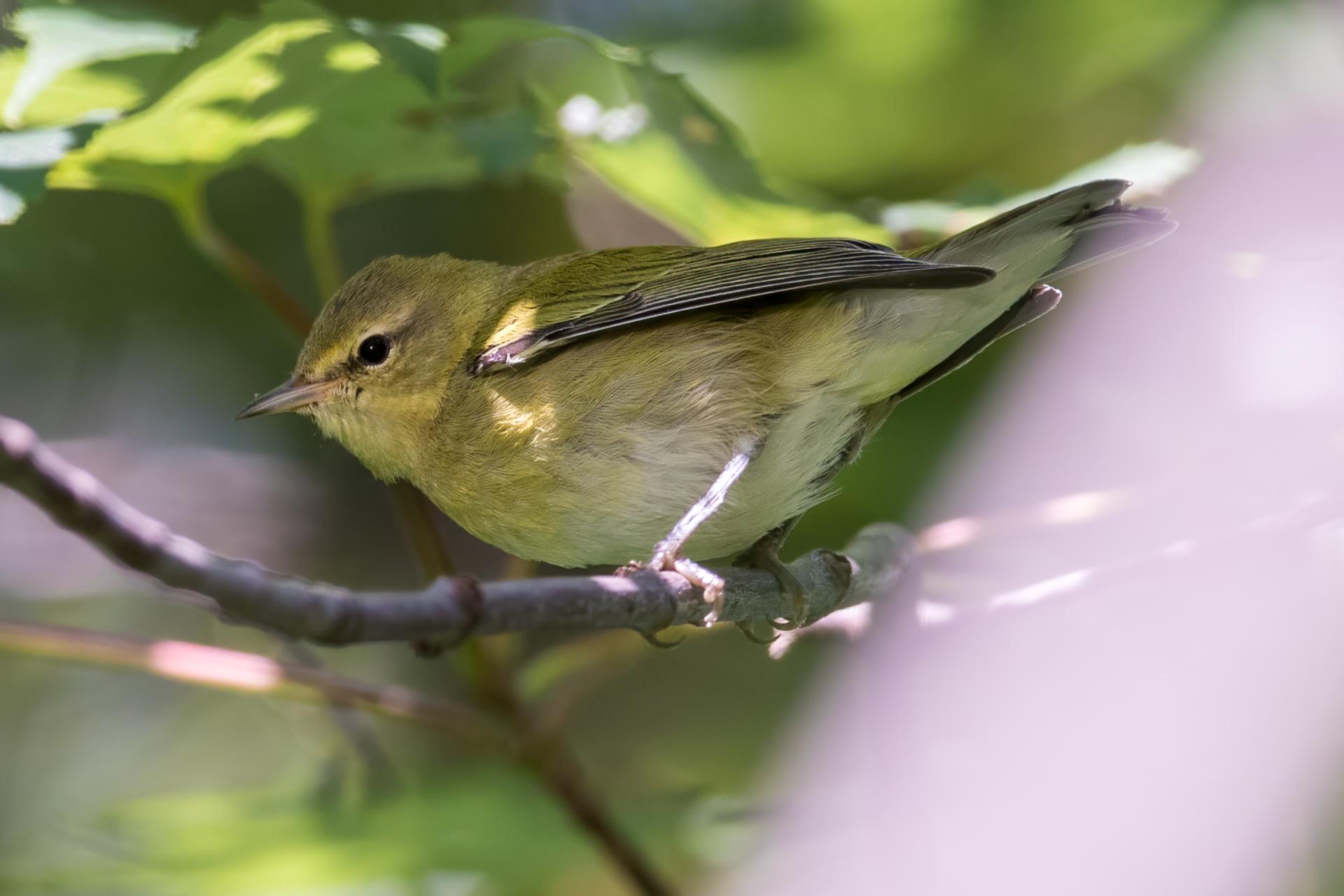 vireo-de-philadelphie-philadelphia-vireo