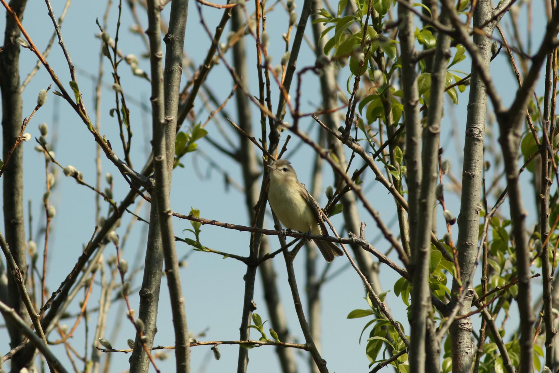 vireo-melodieux-warbling-vireo