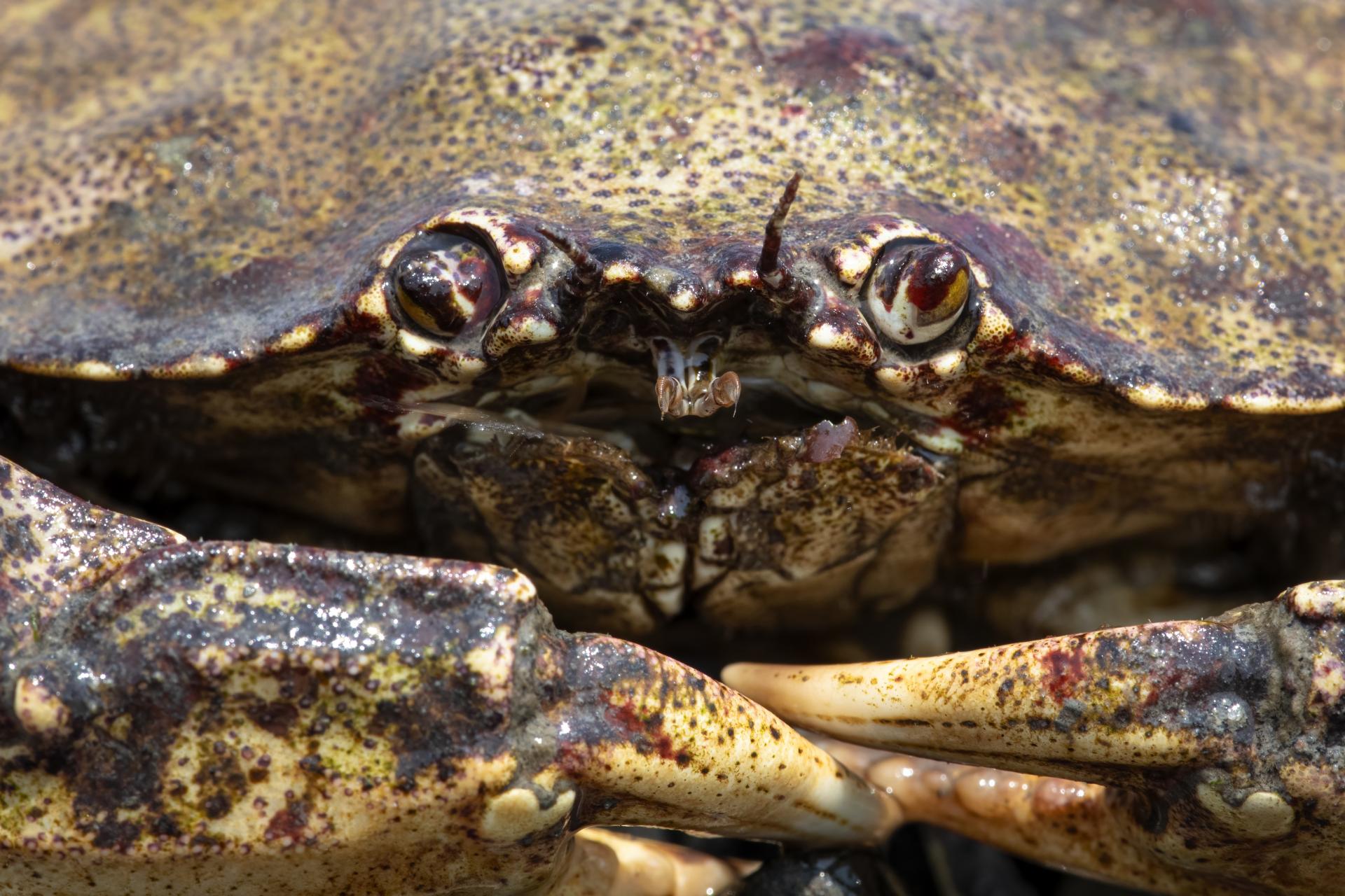 crabe-commun-atlantic-rock-crab