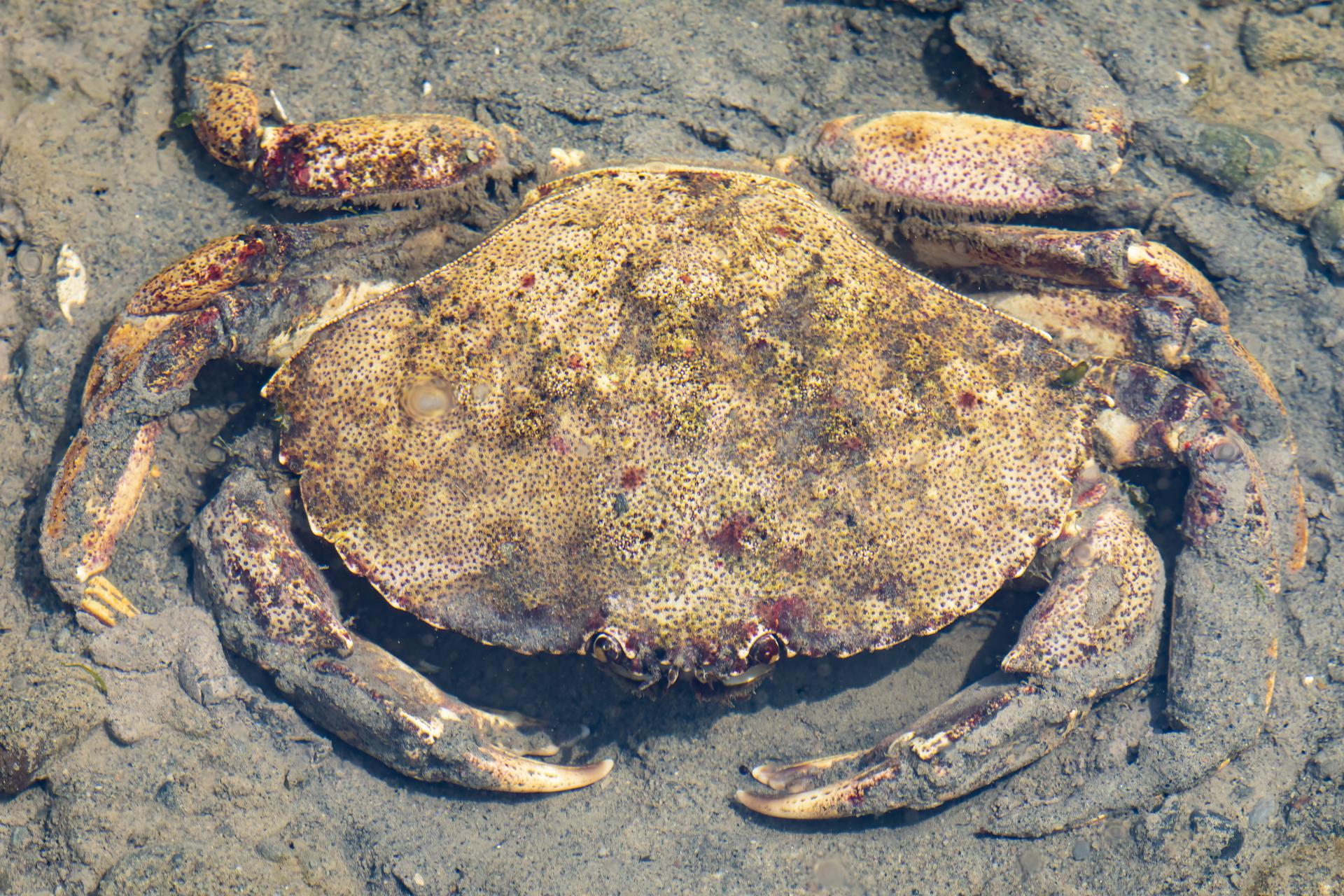 crabe-commun-atlantic-rock-crab