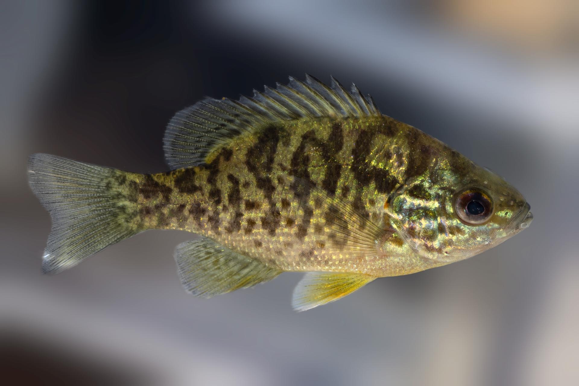 crapet-soleil-pumpkinseed