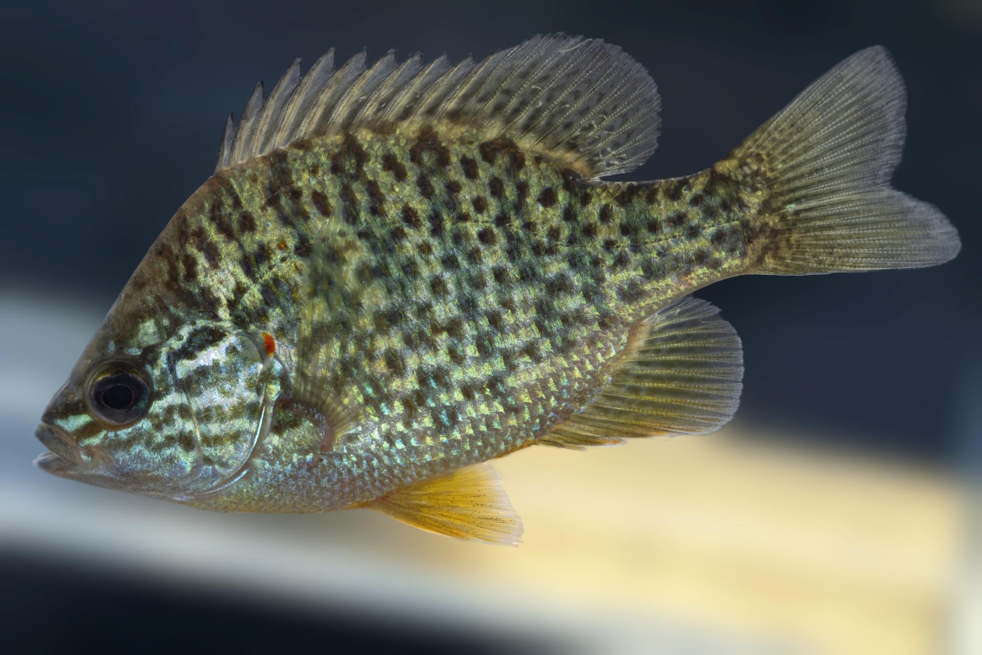 crapet-soleil-pumpkinseed