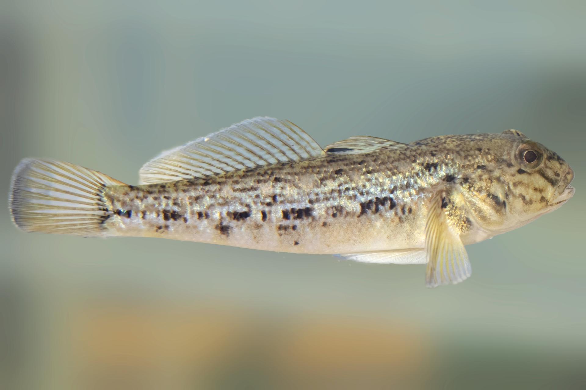 gobie-a-taches-noires-round-goby
