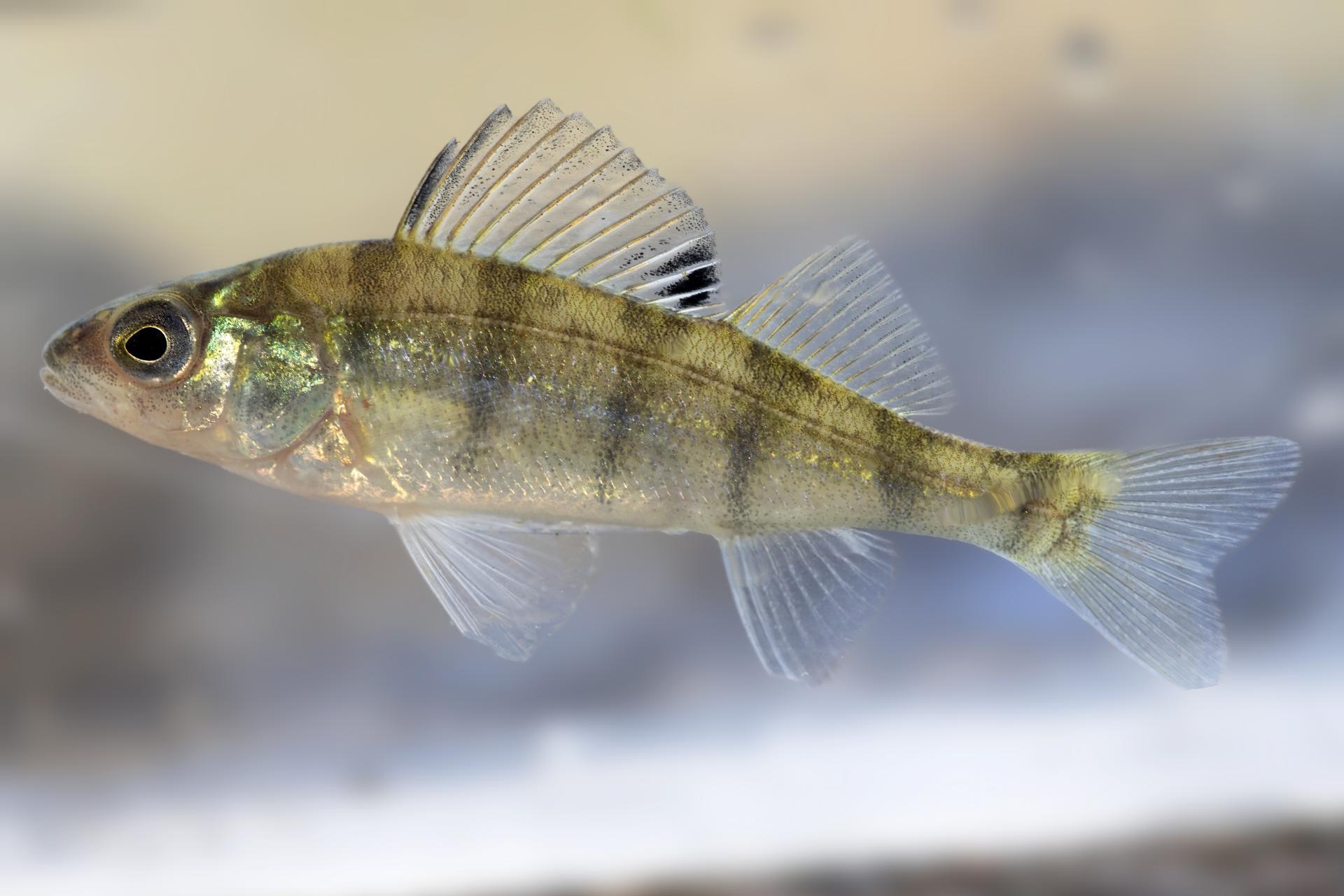 perchaude-yellow-perch
