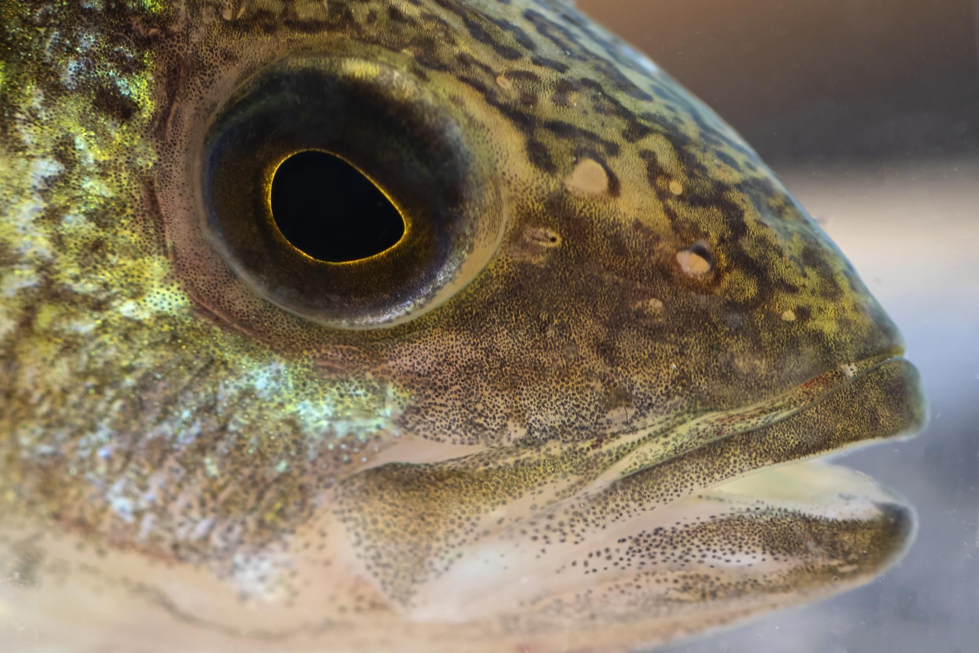 perchaude-yellow-perch