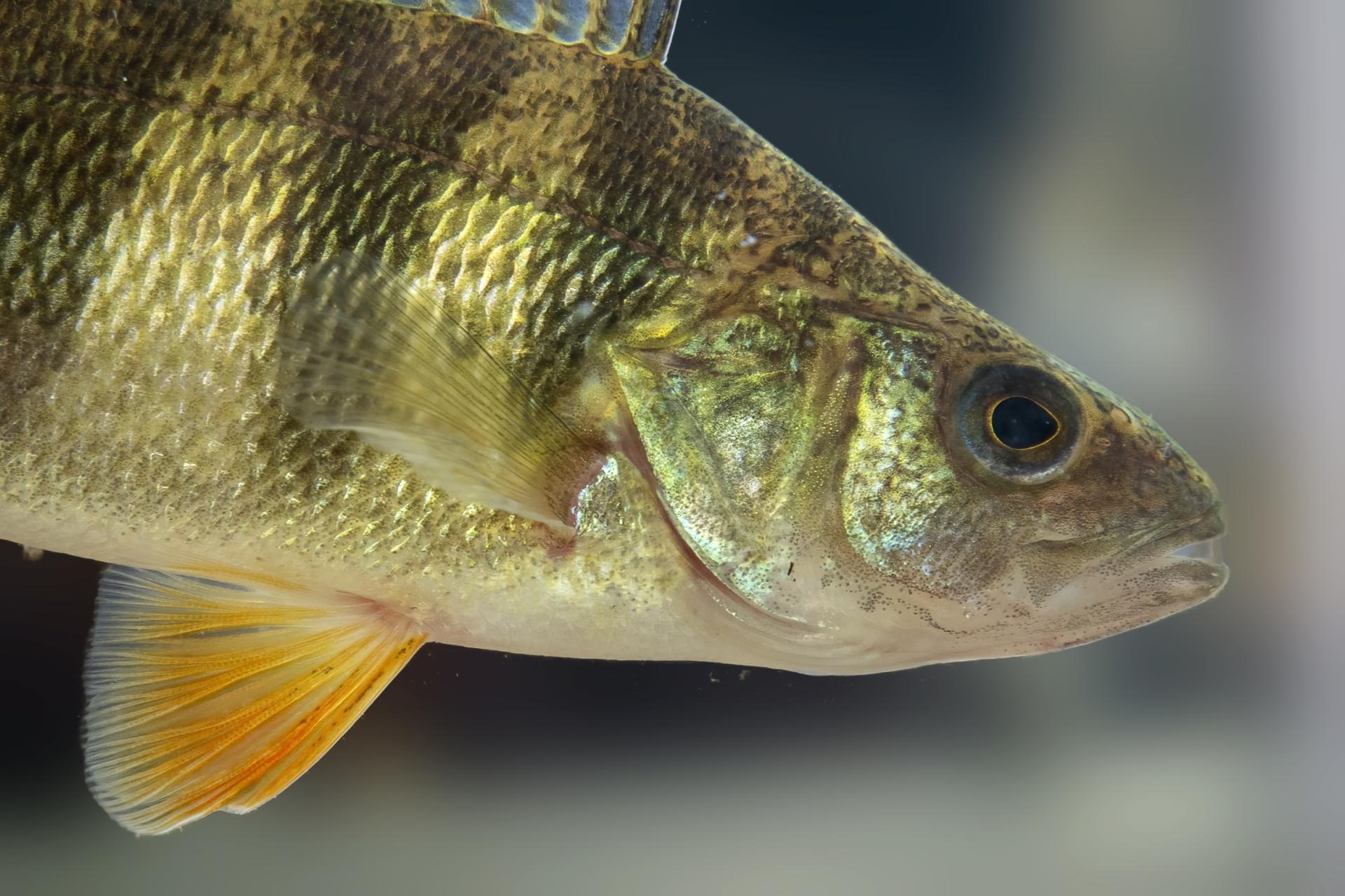 perchaude-yellow-perch