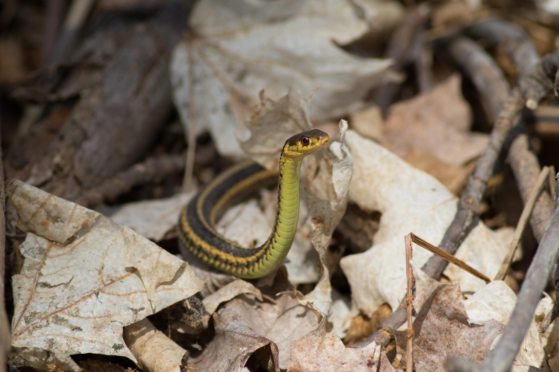 couleuvre-rayee-Eastern-common-garter-snake