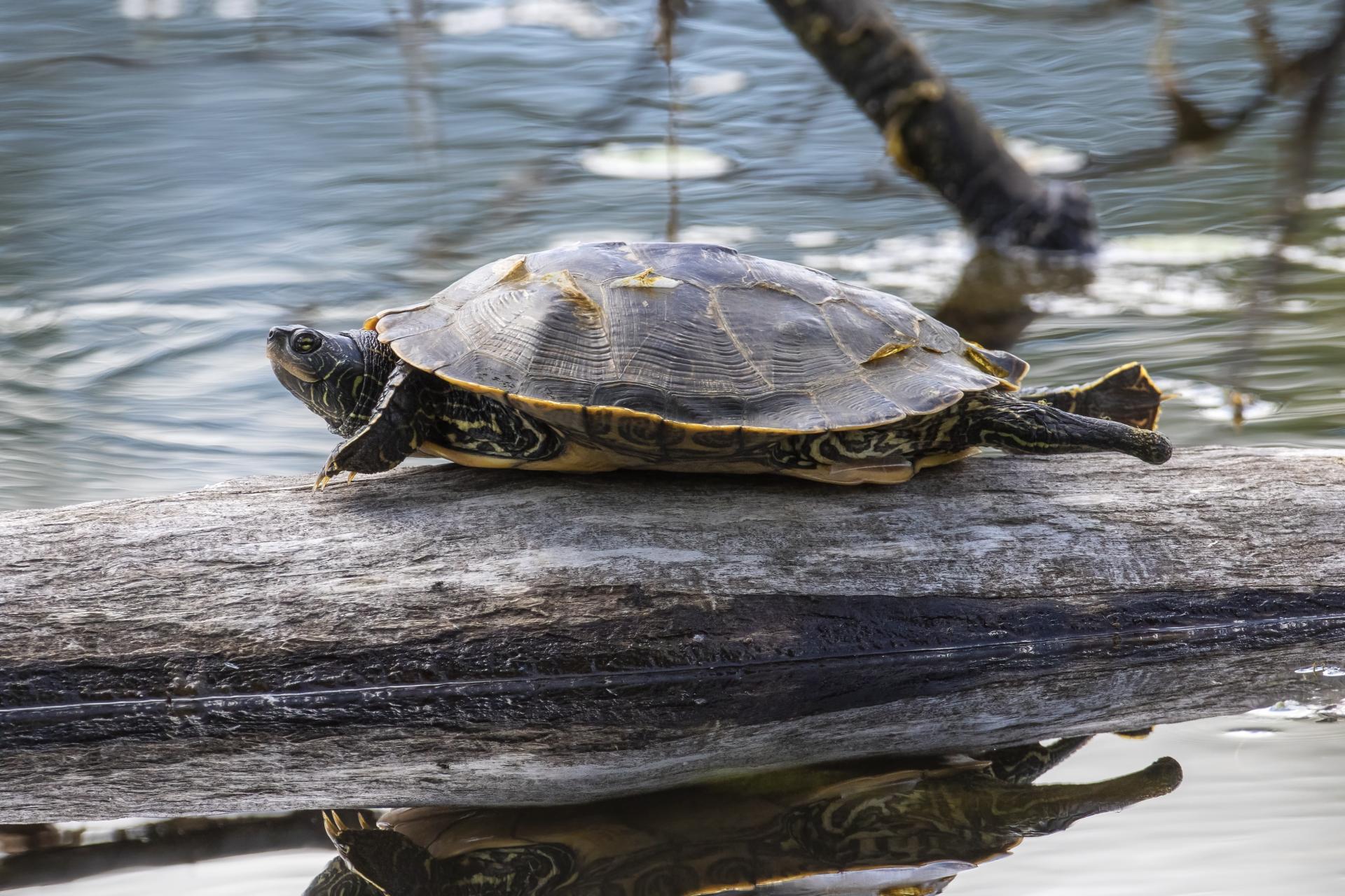 tortue-geographique-common-map-turtle