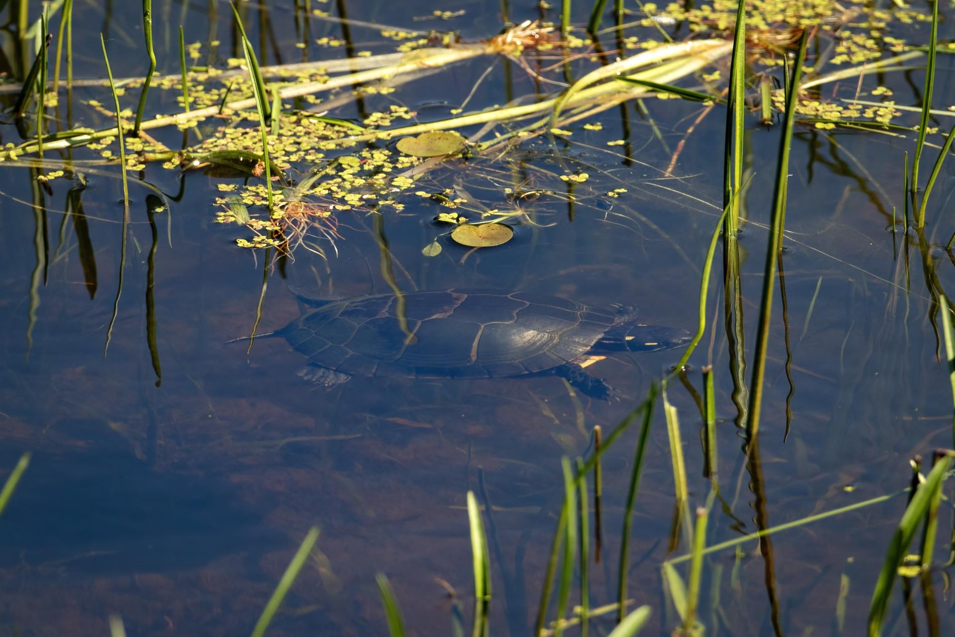 tortue-peinte-Eastern-painted-turtle