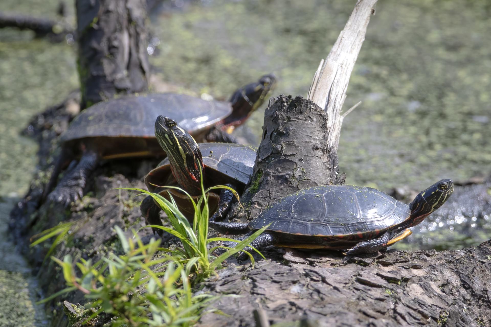tortue-peinte-Eastern-painted-turtle